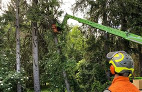 Checkliste für Baumfällarbeiten