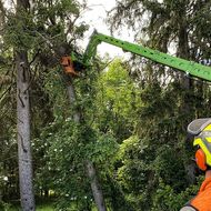 Checkliste für Baumfällarbeiten